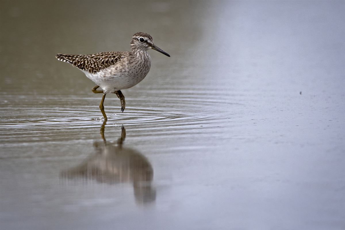 Wood Sandpiper