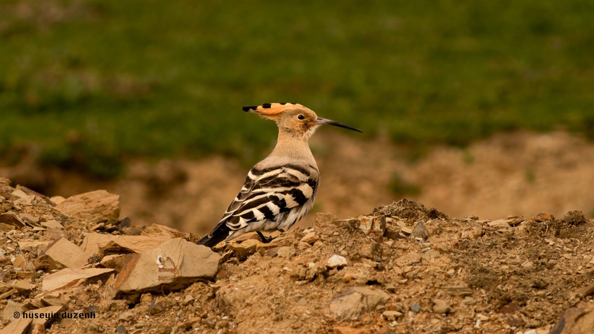 Common Hoopoe