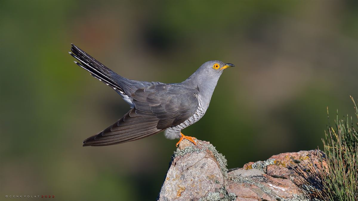 Common Cuckoo