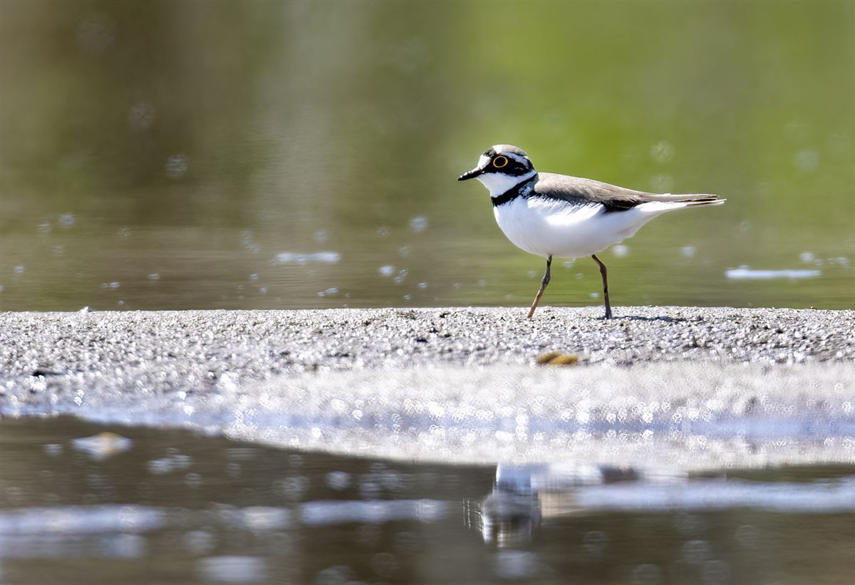 Little Ringed Plover