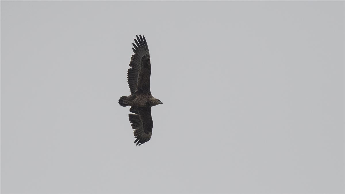 Bateleur