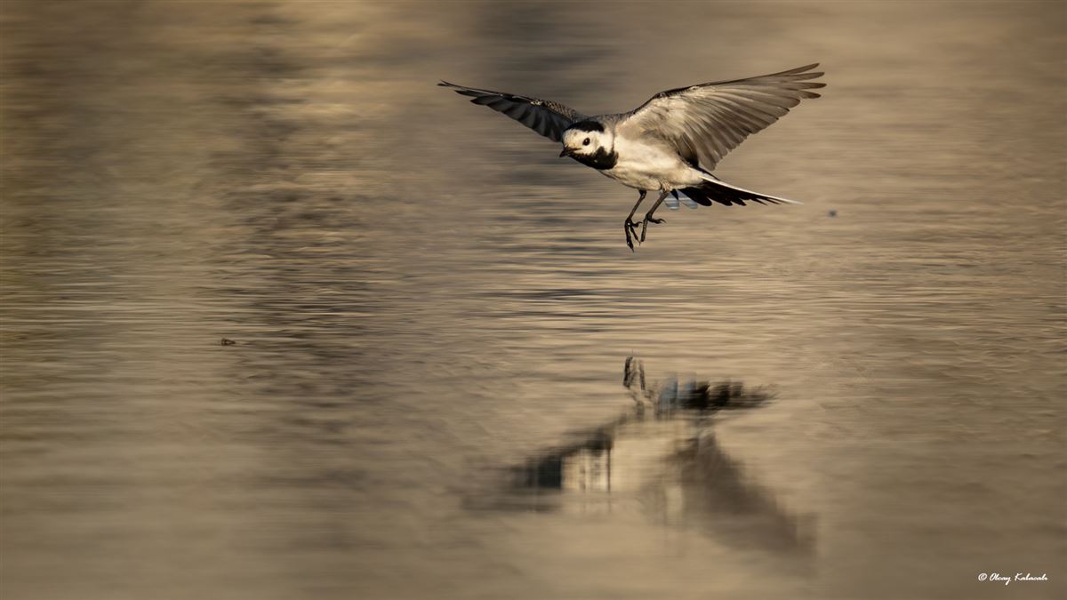 White Wagtail