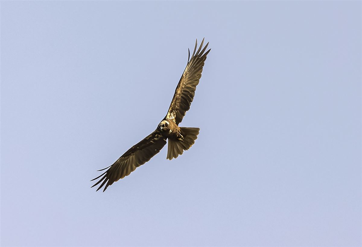 Western Marsh Harrier