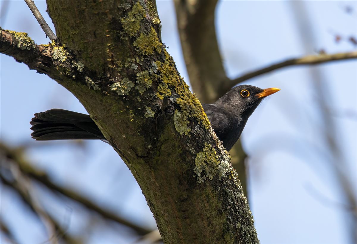 Common Blackbird