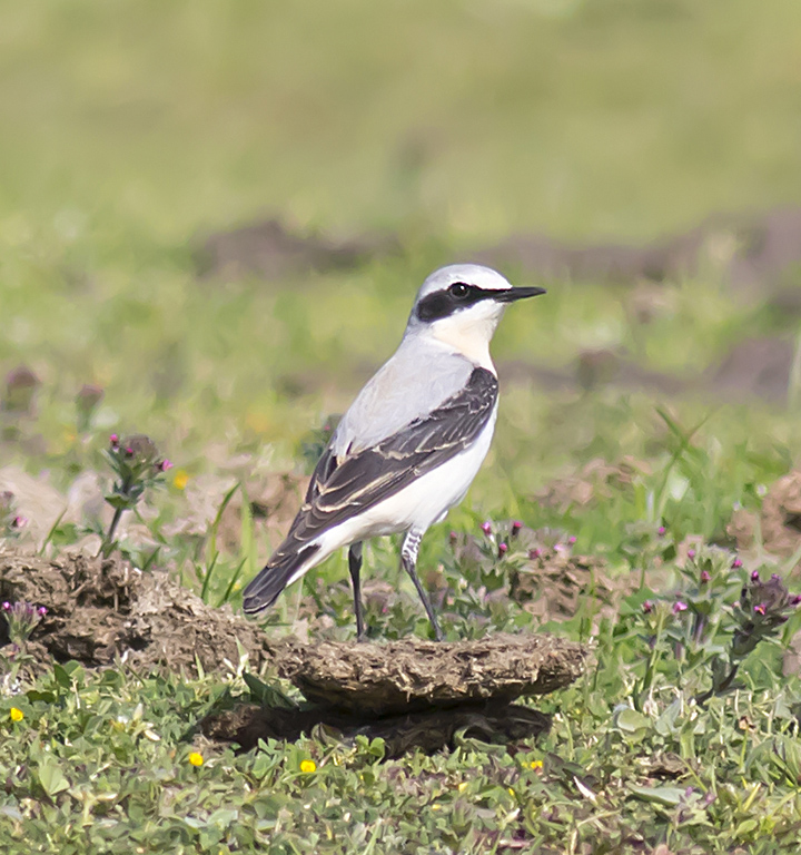 Northern Wheatear