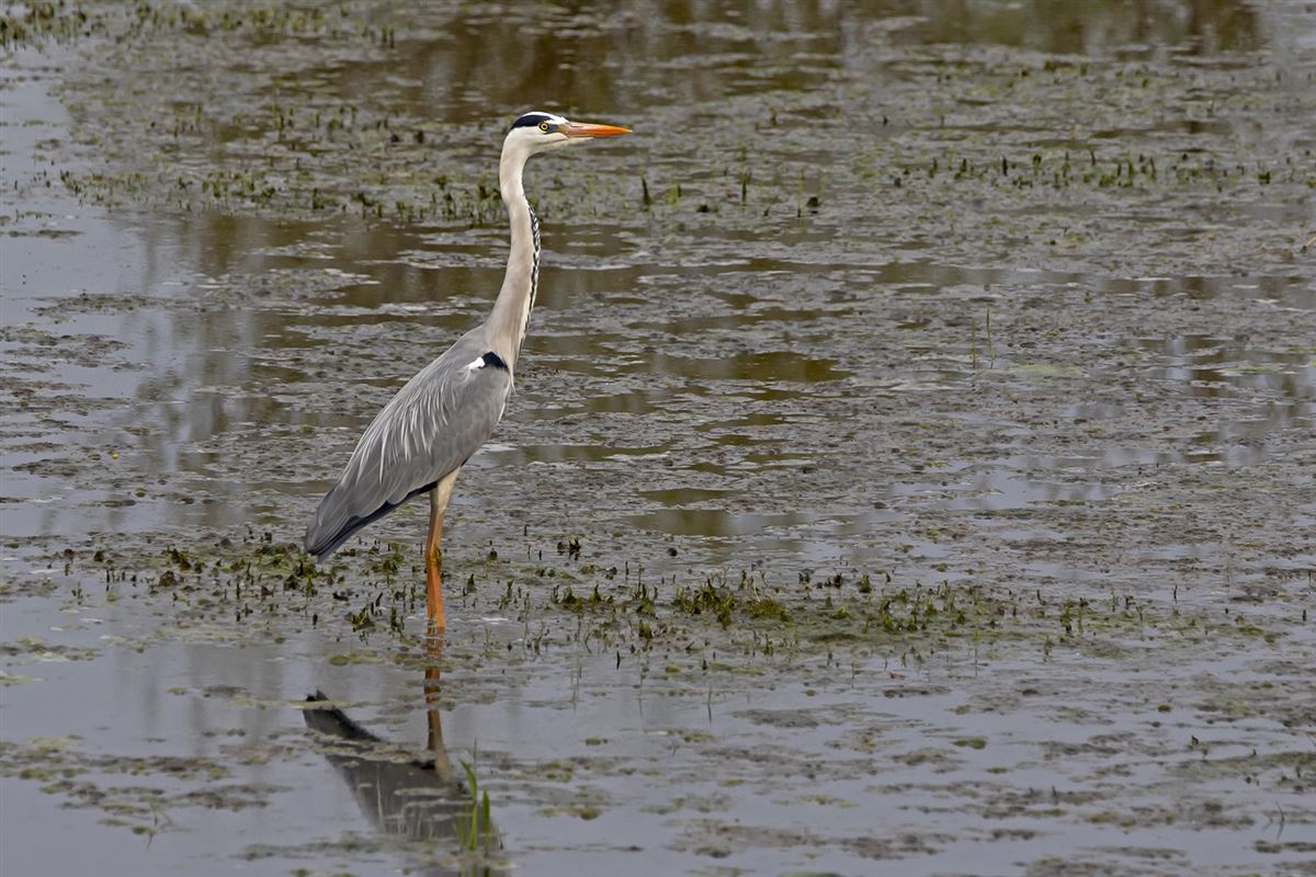 Grey Heron