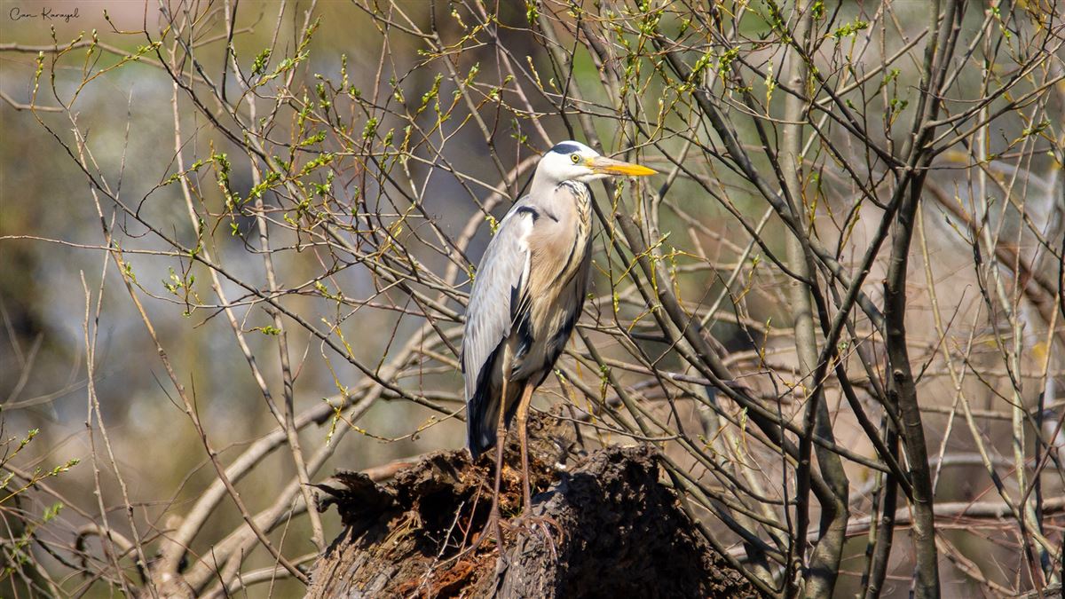Grey Heron