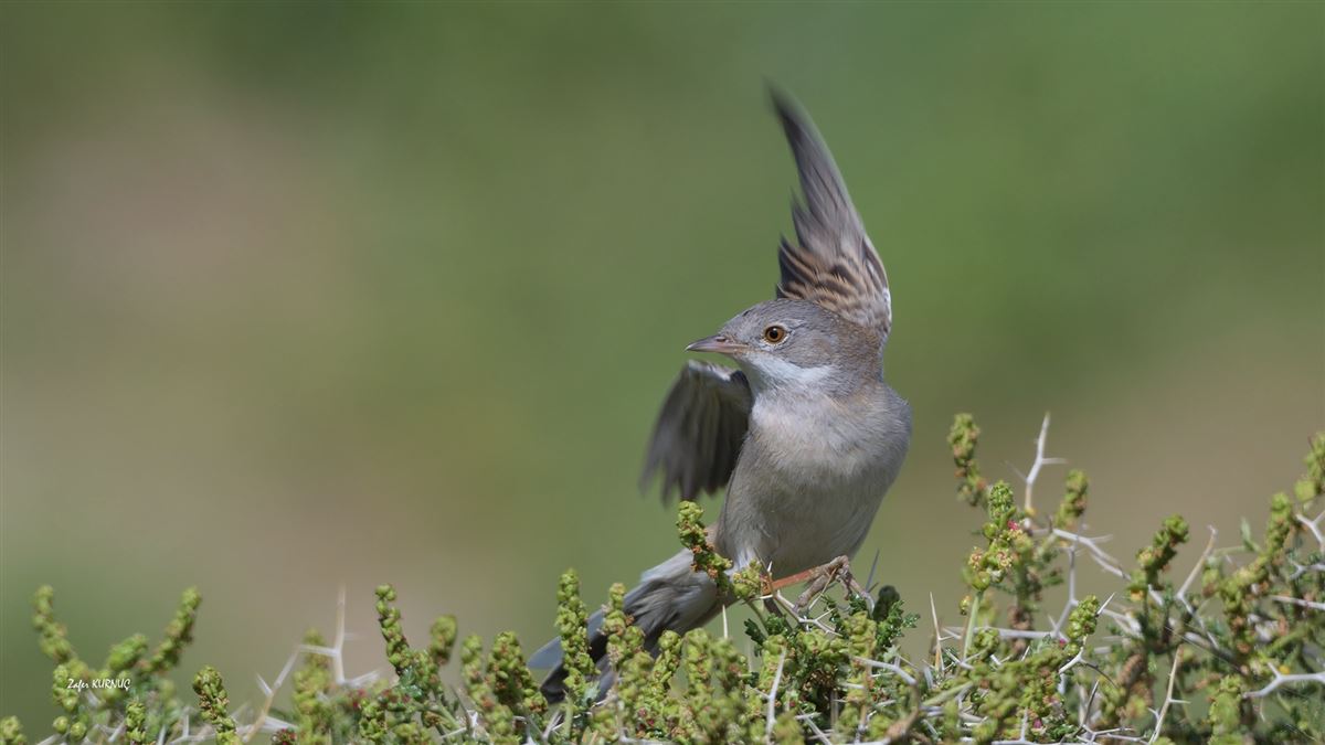 Common Whitethroat