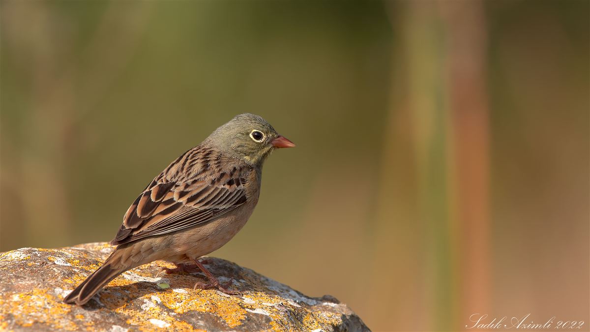 Ortolan Bunting