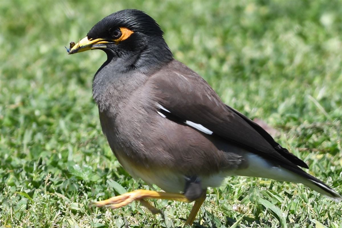 Common Myna