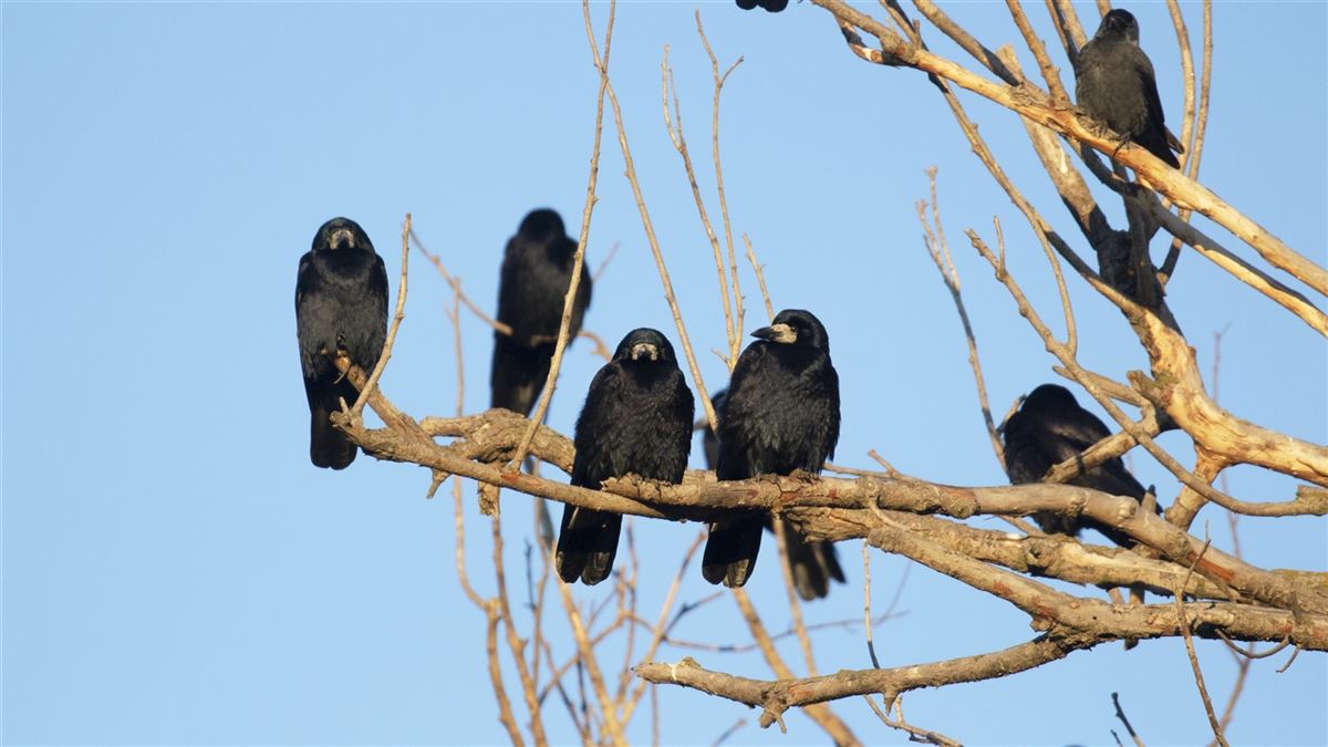 Rook