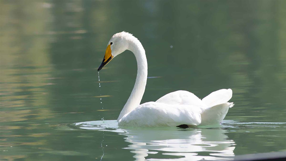 Whooper Swan