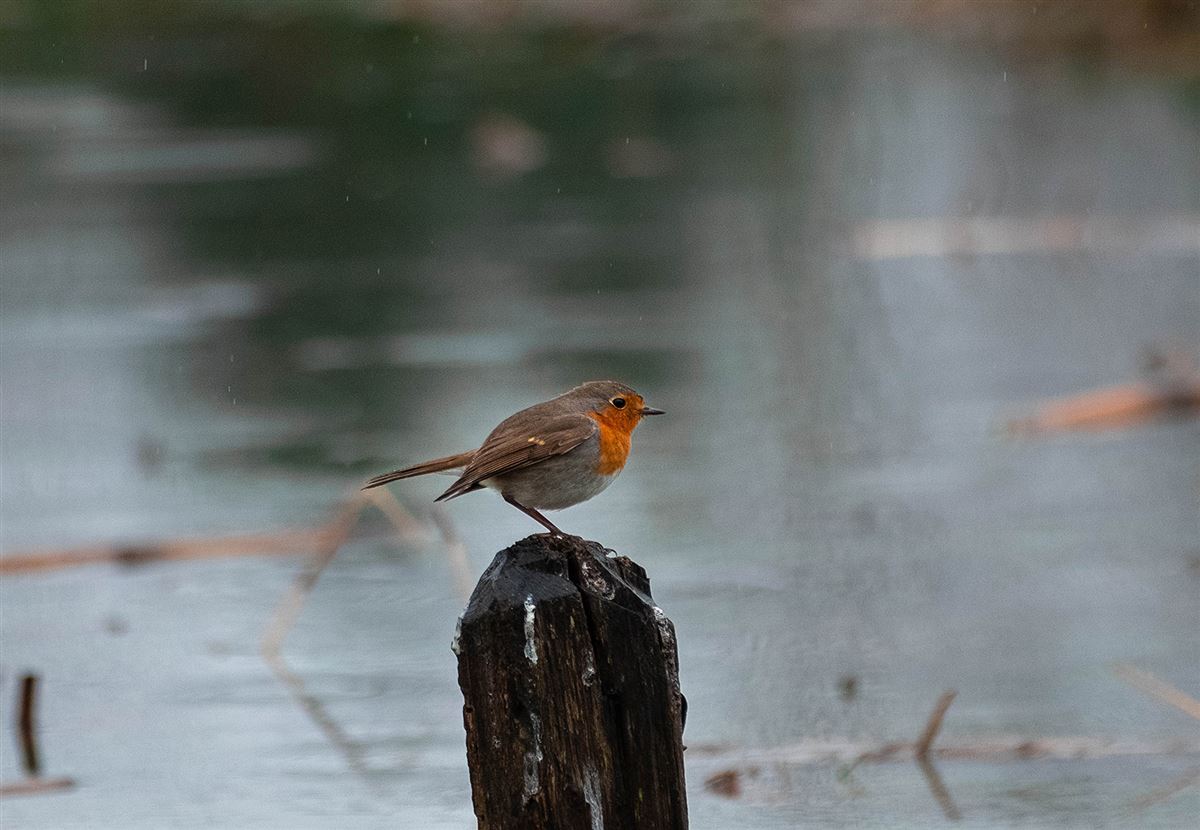 European Robin