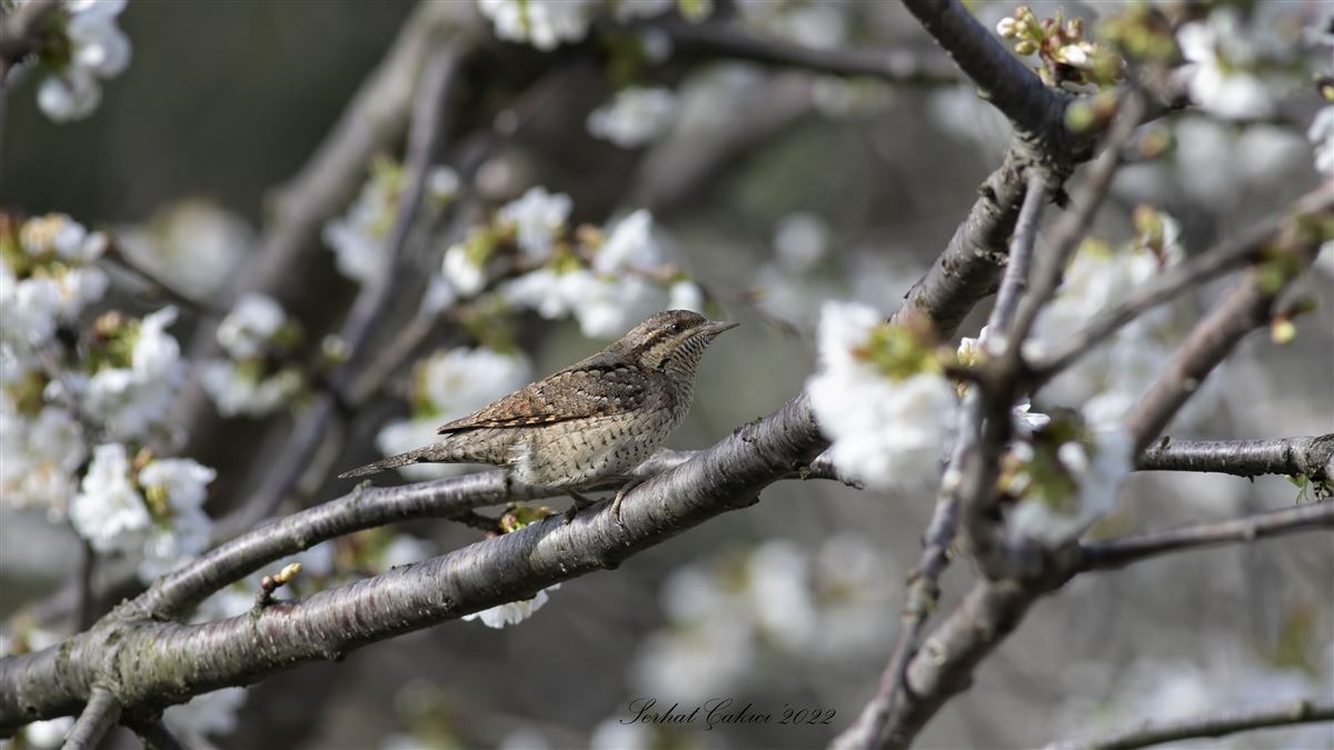 Eurasian Wryneck