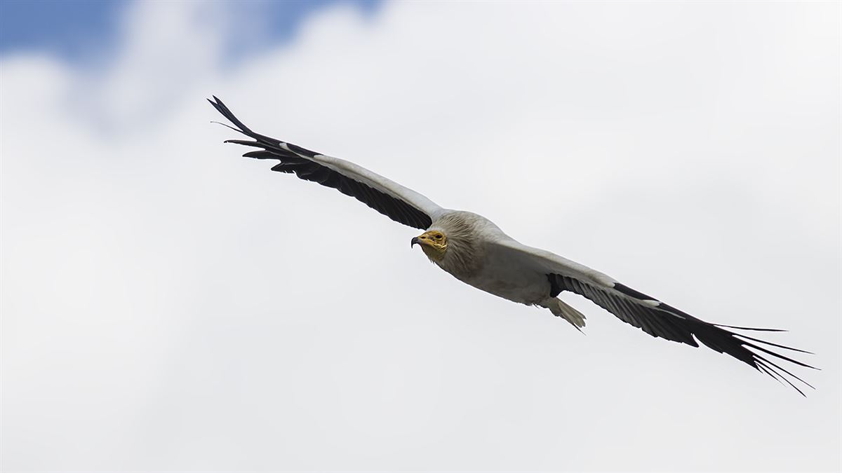 Egyptian Vulture