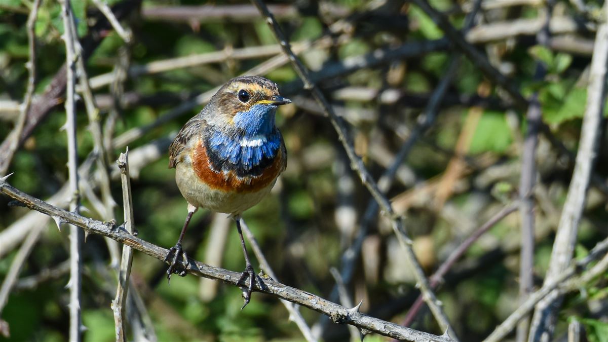 Bluethroat