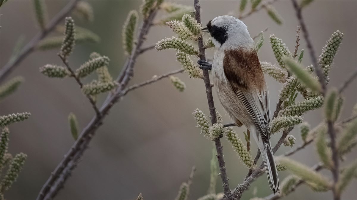 Eurasian Penduline Tit