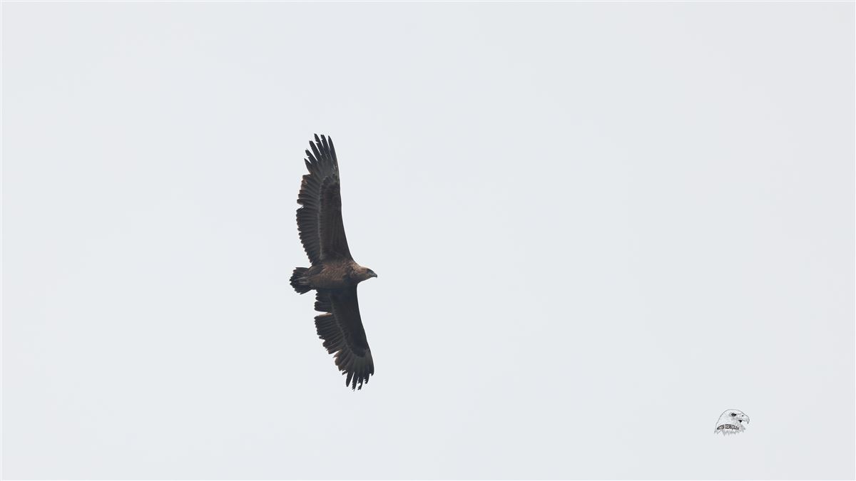 Bateleur