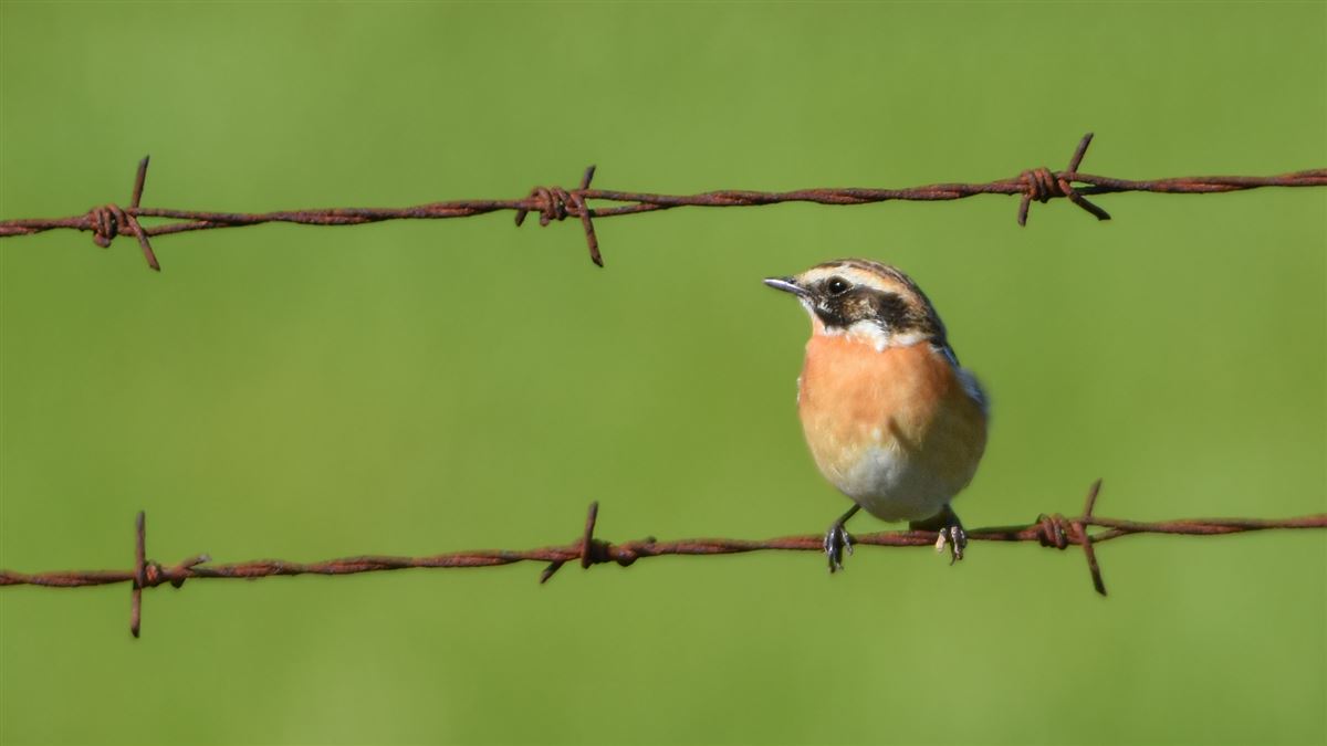 Whinchat