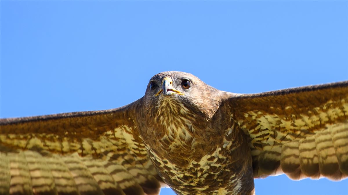Common Buzzard