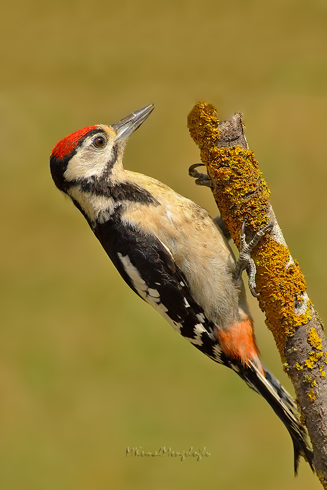 Great Spotted Woodpecker