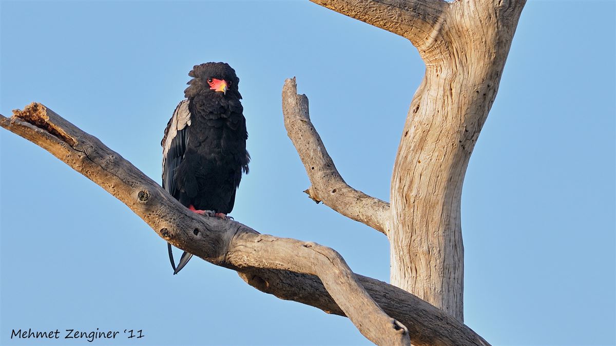 Bateleur
