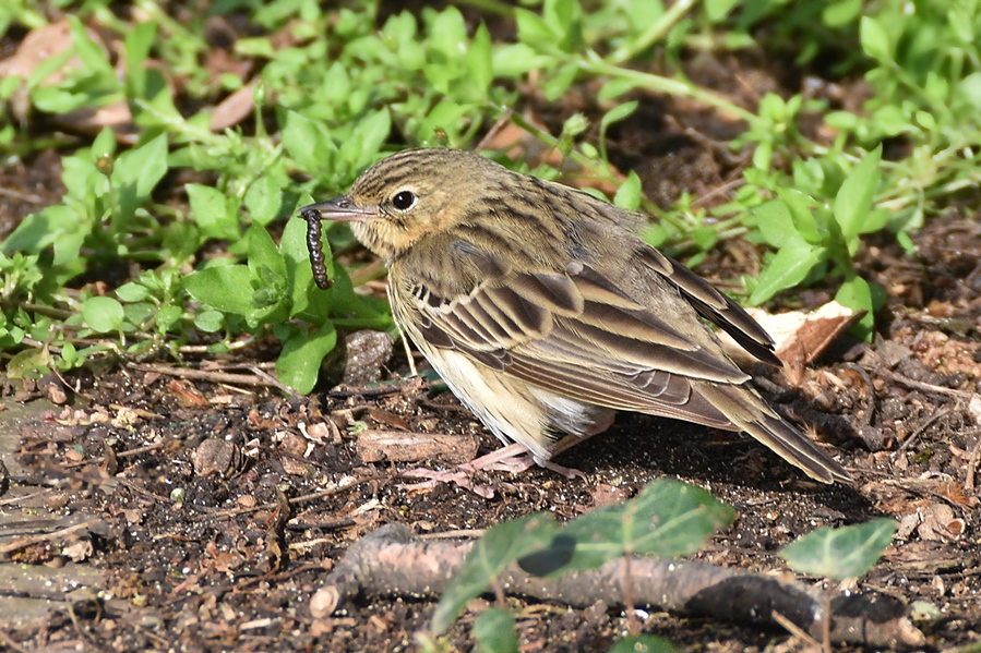 Tree Pipit