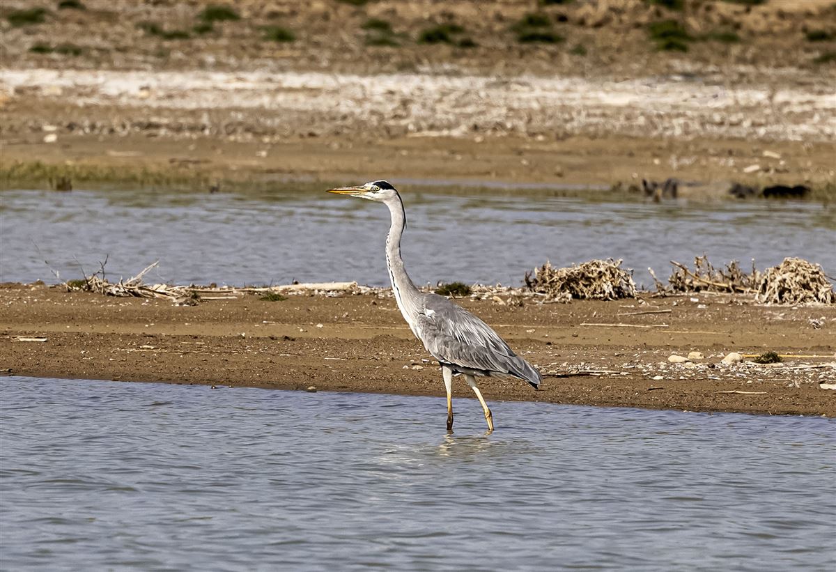 Grey Heron