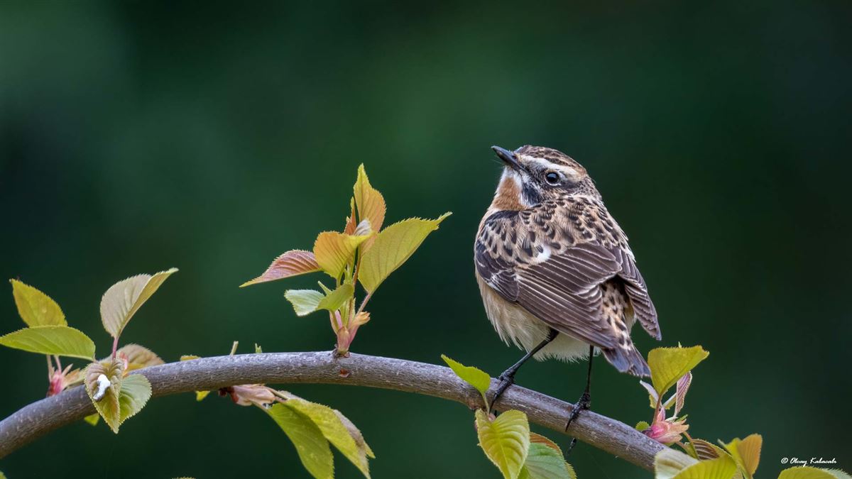 Whinchat