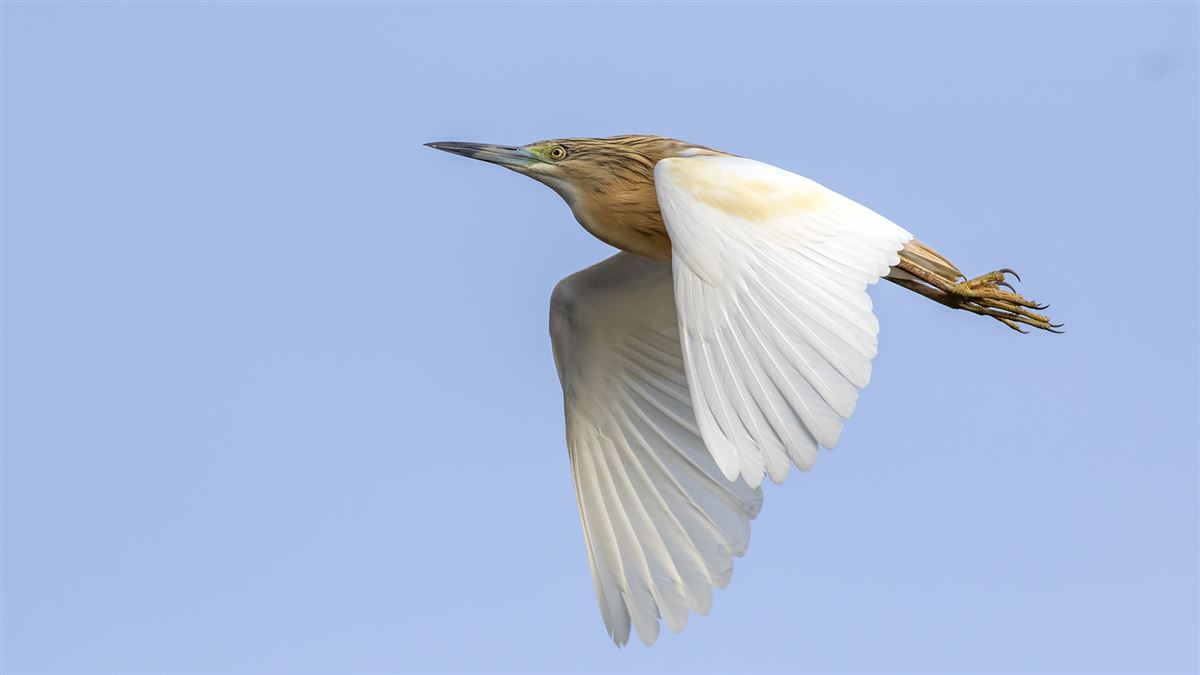 Squacco Heron