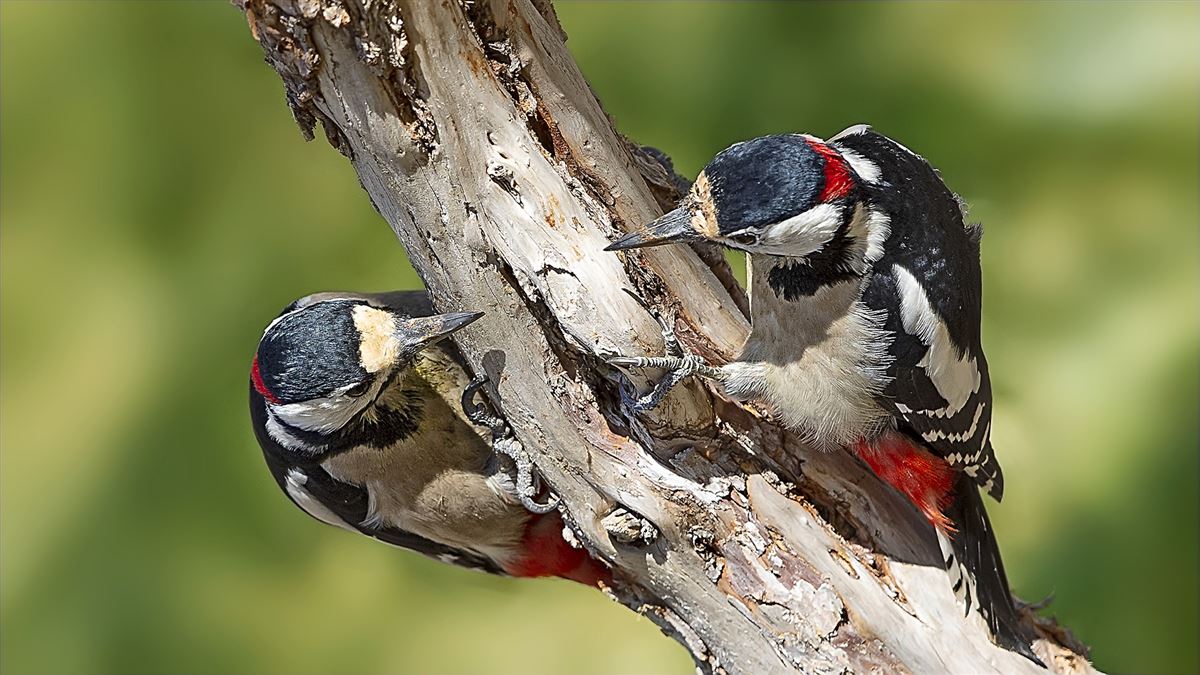 Great Spotted Woodpecker