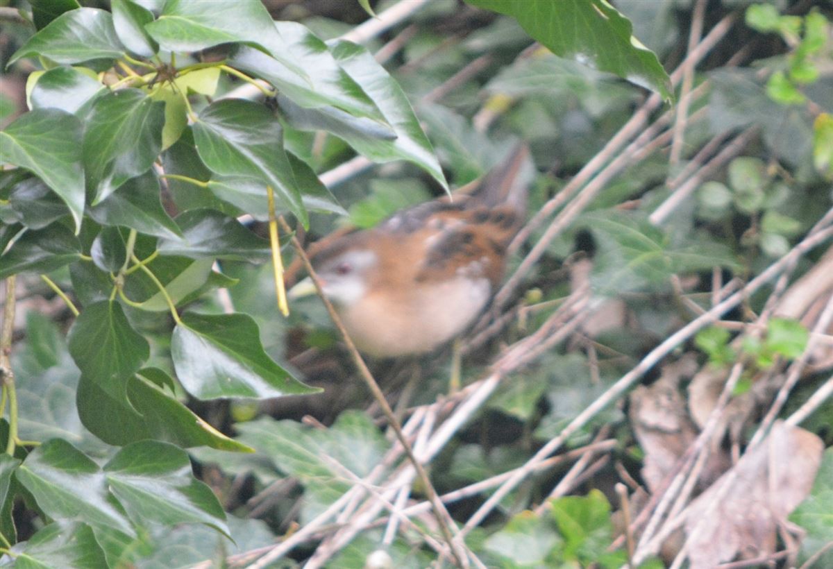 Little Crake