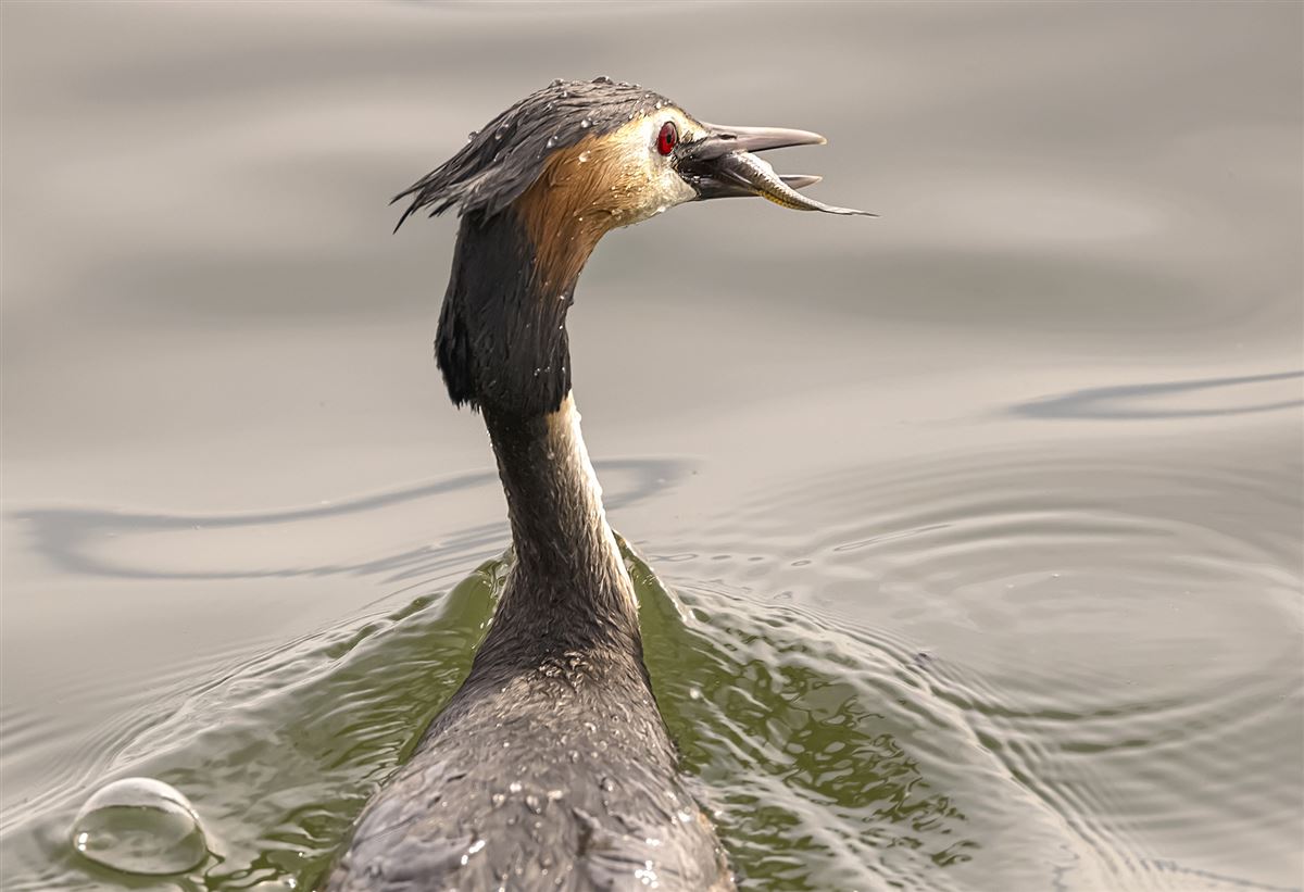 Great Crested Grebe