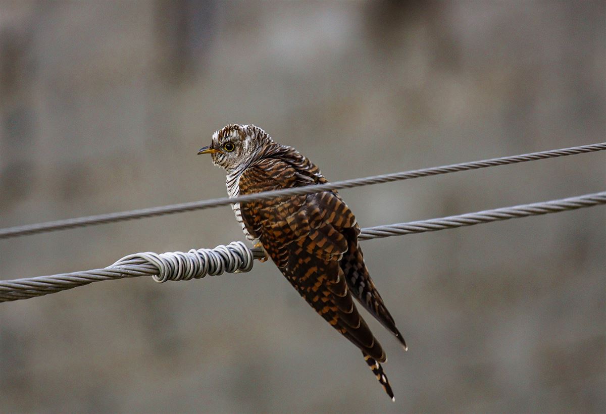 Common Cuckoo