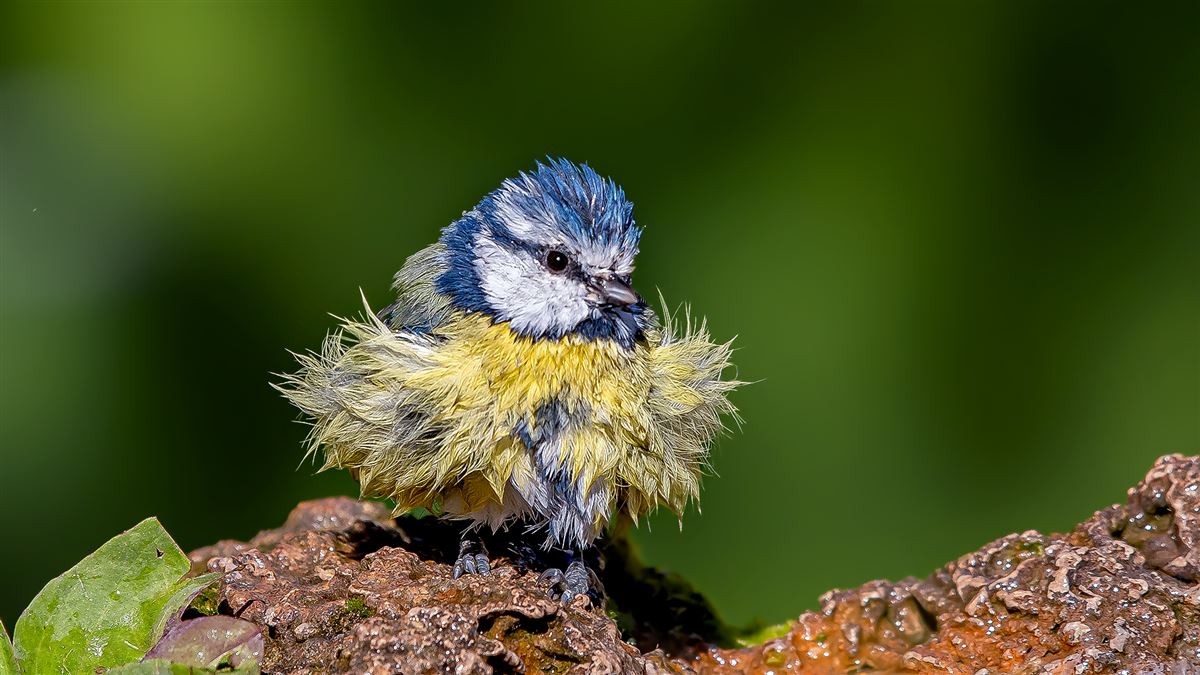 Eurasian Blue Tit