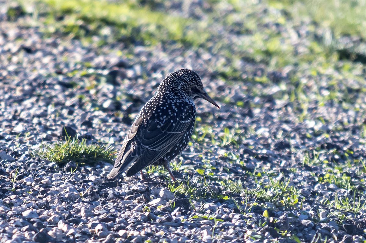 Common Starling
