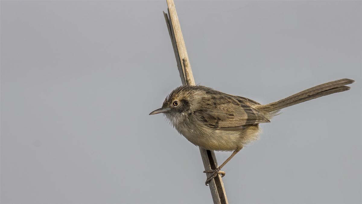 Delicate Prinia