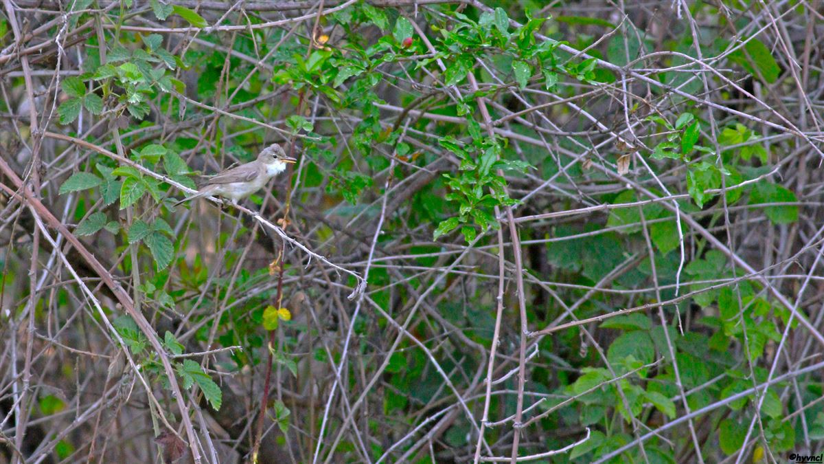 Eastern Olivaceous Warbler