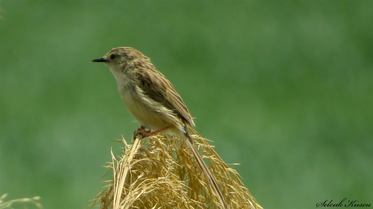 Delicate Prinia
