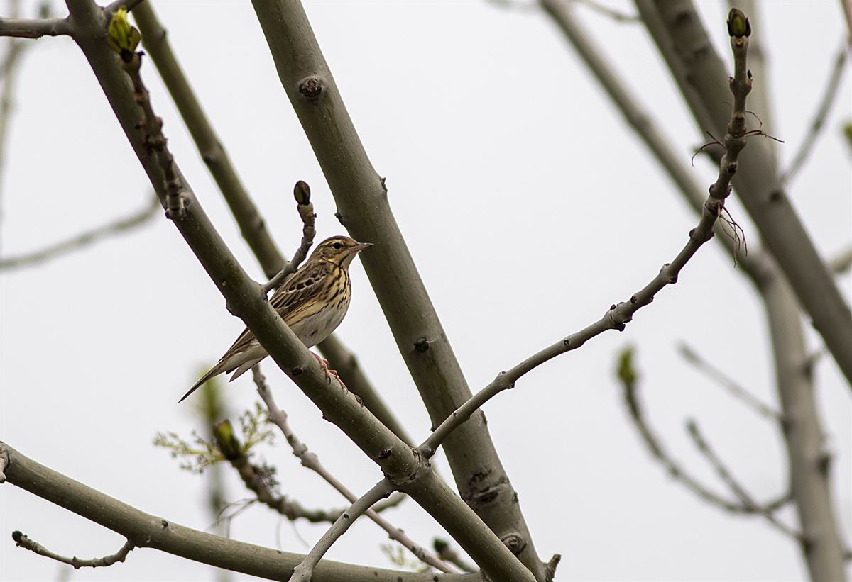 Tree Pipit