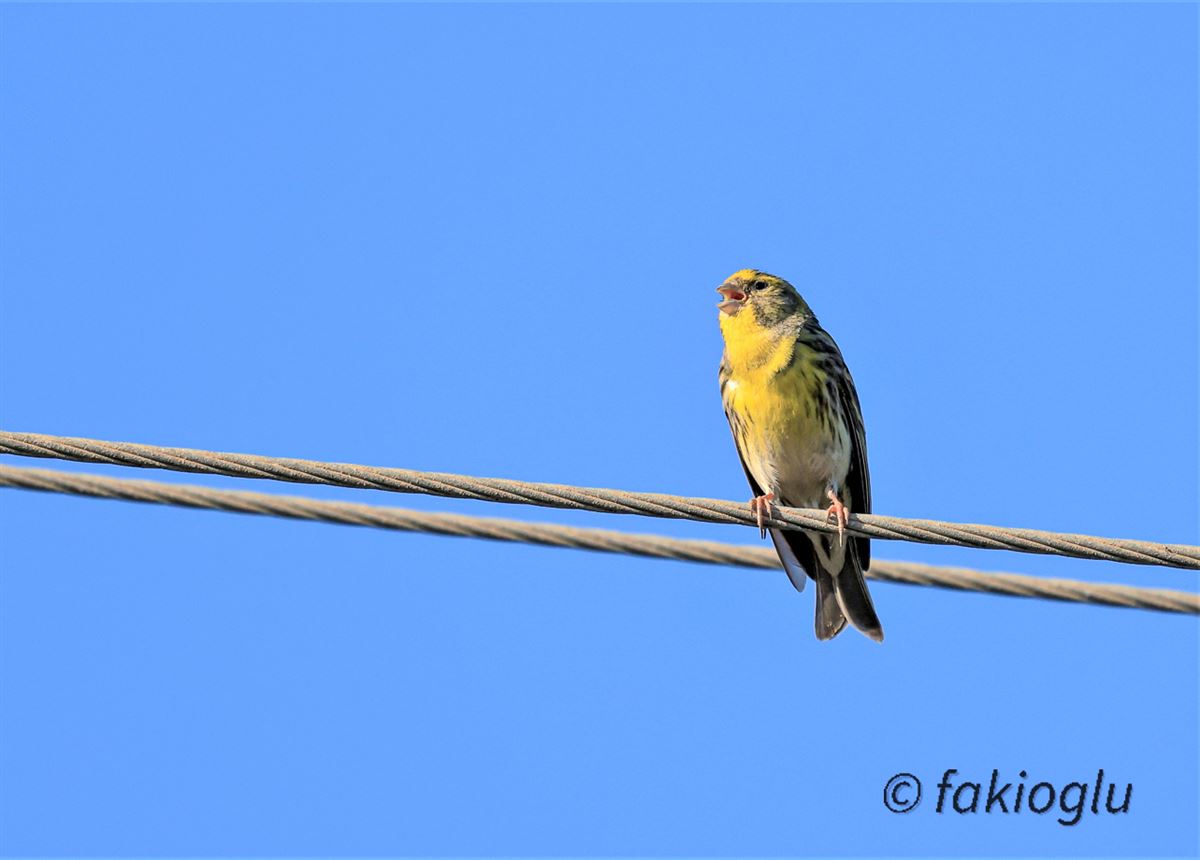 European Serin