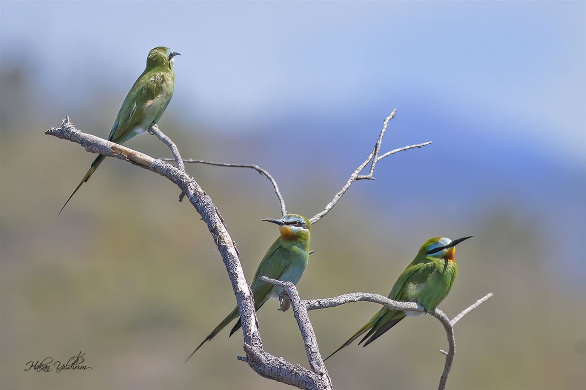 Blue-cheeked Bee-eater