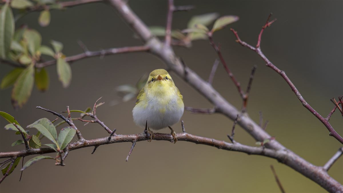 Wood Warbler
