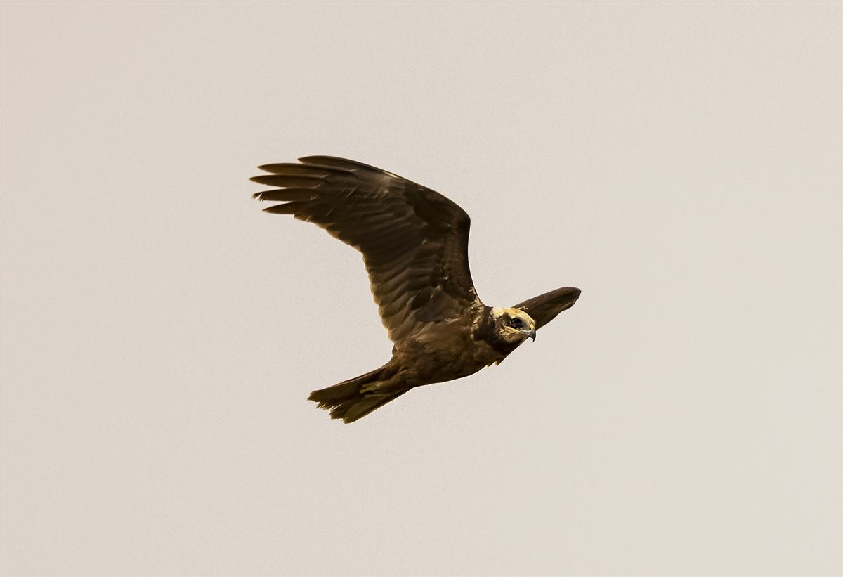 Western Marsh Harrier