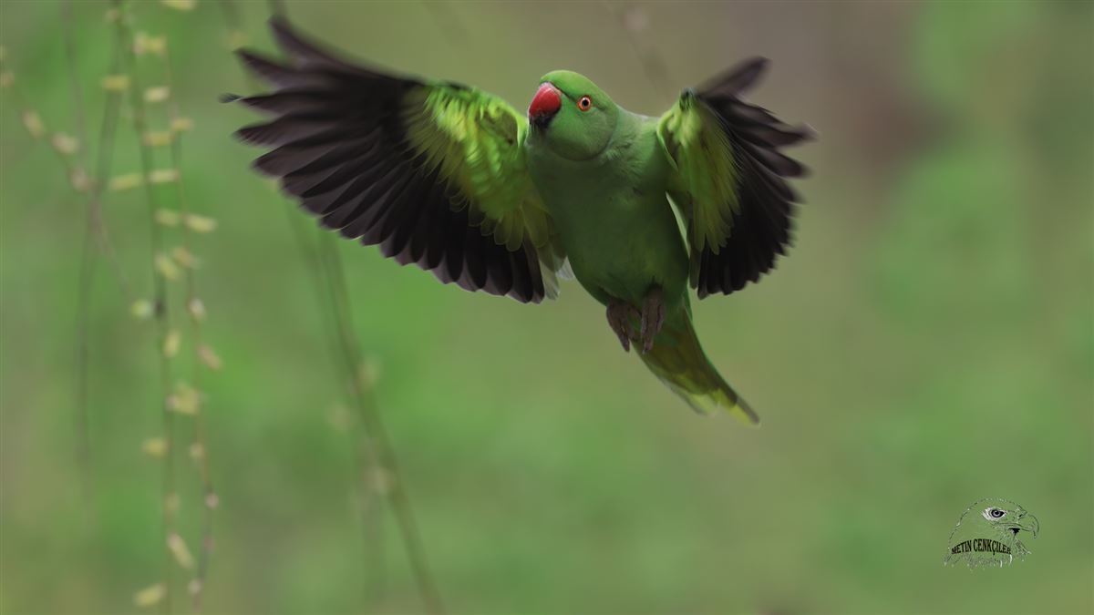 Rose-ringed Parakeet