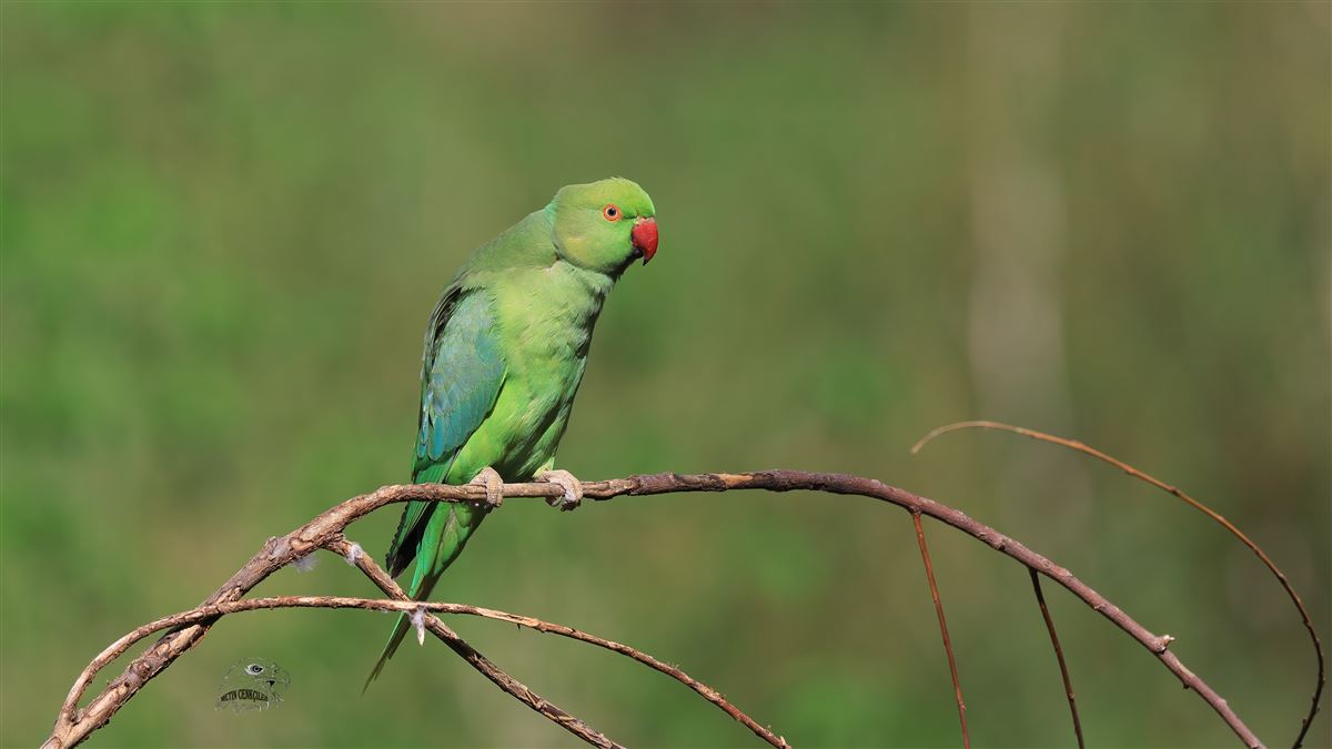 Rose-ringed Parakeet