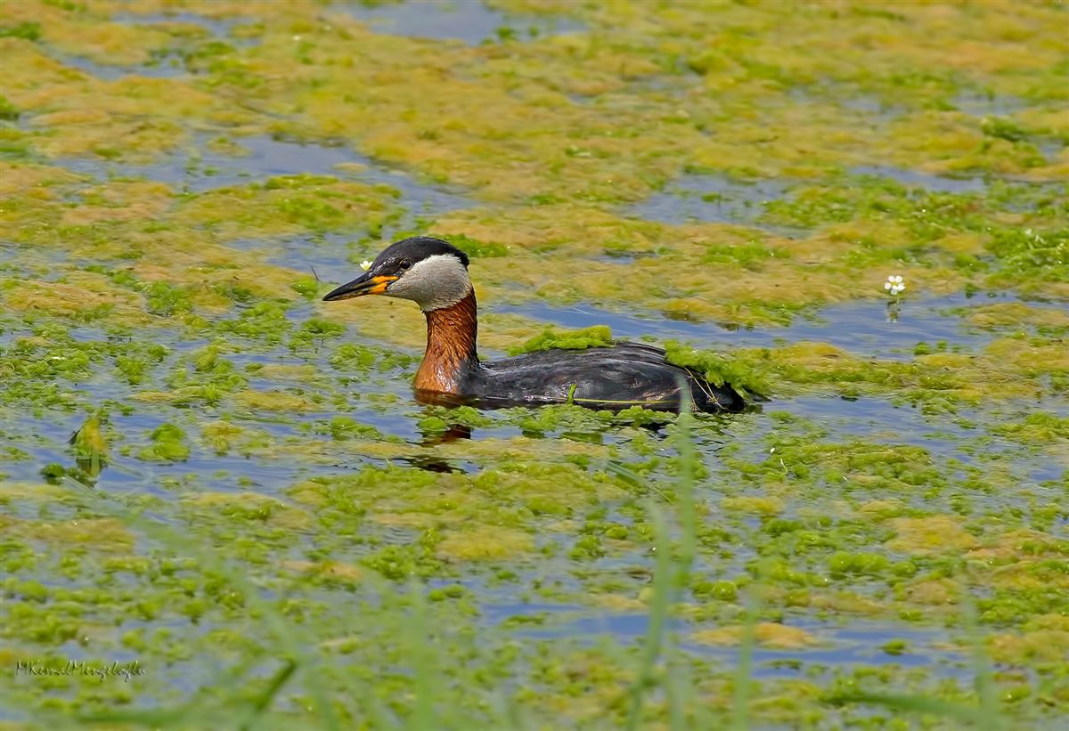 Red-necked Grebe
