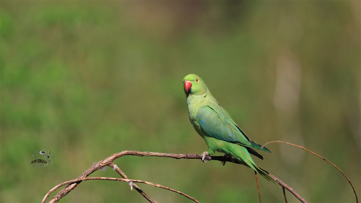Rose-ringed Parakeet