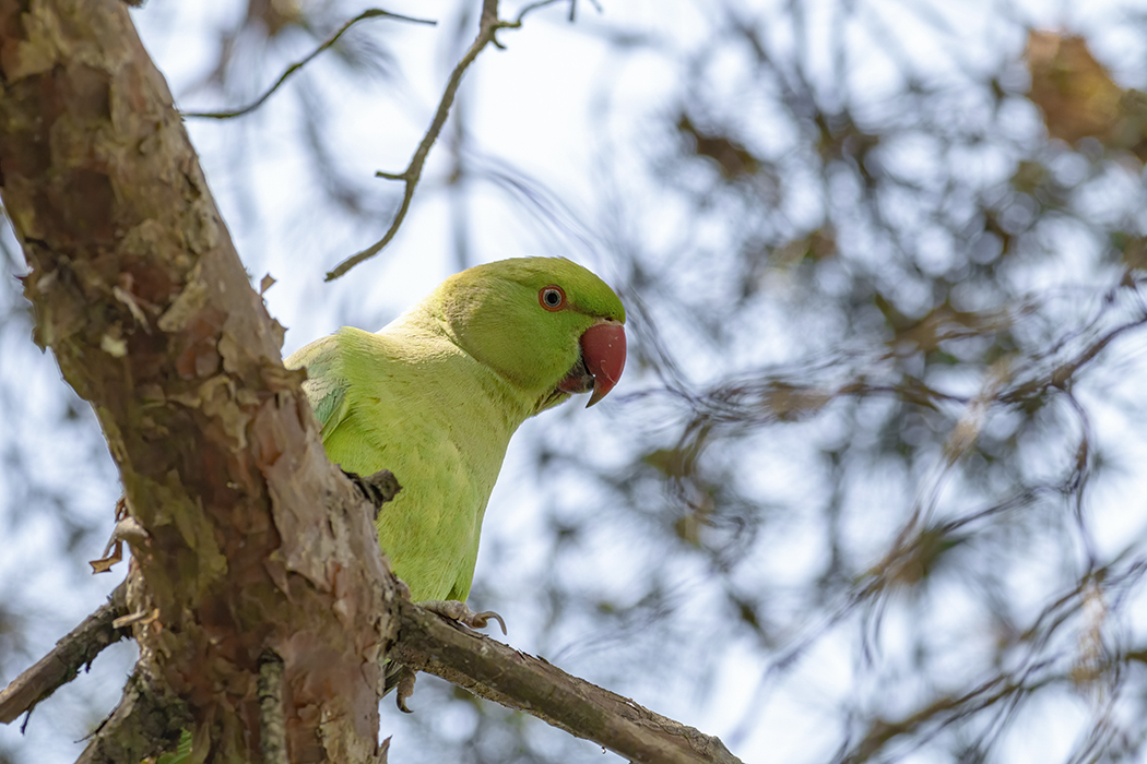 Rose-ringed Parakeet