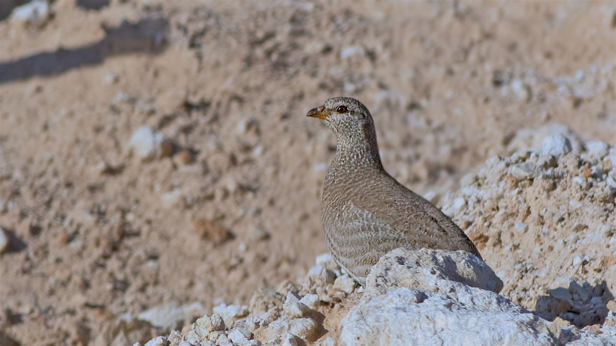 See-see Partridge